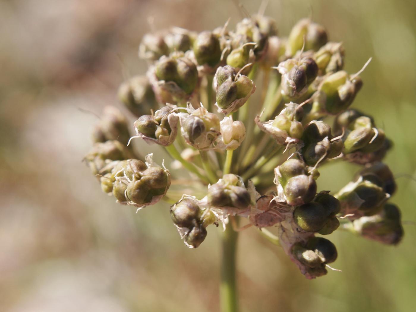 Garlic, Mountain fruit